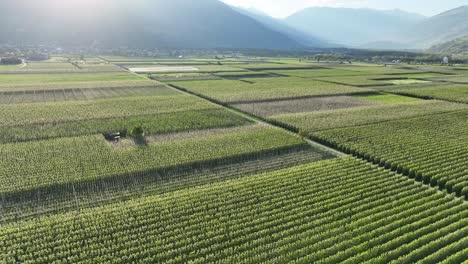 Cultivo-De-Manzanas-En-El-Norte-De-Italia--Tirol-Del-Sur