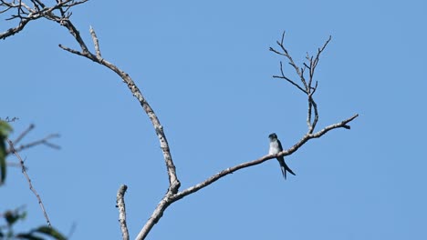 Seen-perched-on-a-bare-branch-while-looking-around-and-moving-its-body-a-bird-flying-across,-Grey-rumped-Treeswift-Hemiprocne-longipennis,-Kaeng-Krachan-National-Park,-Thailand