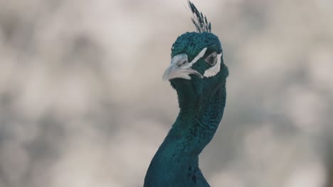 Close-up-of-neck-and-head-with-crest-of-curious-peacock