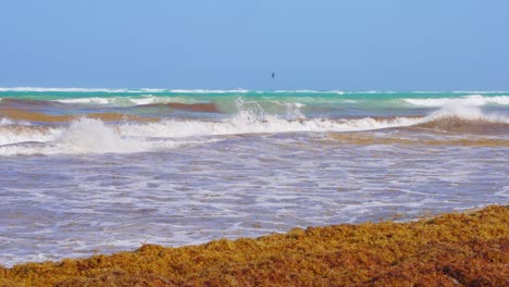 120fps-Super-Slow-Motion-Shot-of-Tropical-Caribbean-Beach-Shore-Waves-With-Seaweed-Algae-Sargassum-and-Clear-Blue-Sky