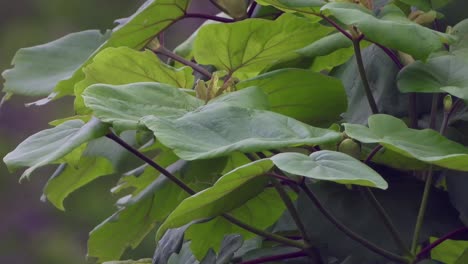 Beautiful-Haldina-cordifolia-leafs-in-tree-