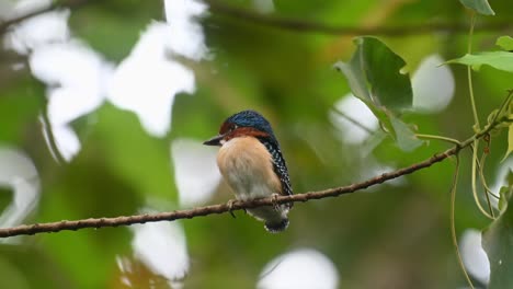 A-male-fledgling-looking-to-the-left-while-the-camera-zooms-out,-Banded-Kingfisher-Lacedo-pulchella,-Kaeng-Krachan-National-Park,-Thailand