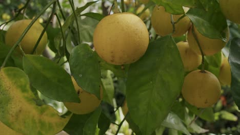 Algunas-Naranjas-Amarillas-Esperan-Para-Madurar-En-Un-árbol-Durante-Una-Mañana-Soleada-En-Otoño-En-Nápoles-En-Italia---06
