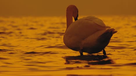 Nature-Golden-Color-River-with-Flying-Dock-feeding-at-sunset