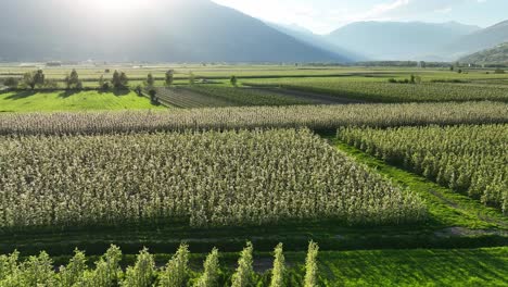 Plantaciones-De-Manzanas-En-Tirol-Del-Sur-Durante-La-Puesta-De-Sol