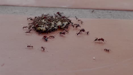 Nahaufnahme-Von-Roten-Ameisen-Auf-Einer-Gemauerten-Terrasse,-Die-Einen-Kartoffelchip-Mit-Rüschen-Essen-Und-Ihn-In-Die-Kolonie-Tragen
