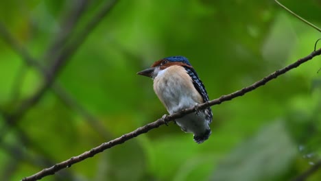 A-male-fledgling-seen-from-under-while-perched-on-a-diagonal-branch,-Banded-Kingfisher-Lacedo-pulchella,-Kaeng-Krachan-National-Park,-Thailand