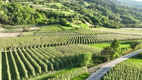 Apfelfelder-In-Norditalien---Südtirol