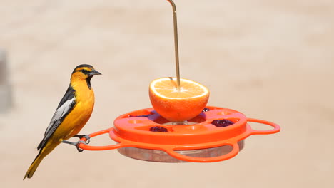An-adult-male-Bullock's-oriole-lands-on-a-fruit-and-jelly-feeder-in-the-backyard---slow-motion