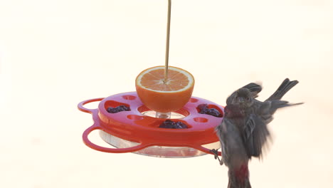 Female-and-male-house-finches-perch-on-a-fruit-and-jelly-feeder-then-fly-away---slow-motion