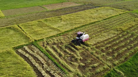 Paddy-is-being-harvested-in-the-field-with-the-help-of-advanced-technology