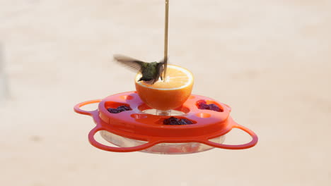 Ein-Weiblicher-Kolibri-Mit-Schwarzem-Kinn,-Der-Sich-An-Einem-Orangefarbenen-Frucht--Und-Gelee-Feeder-Ernährt---Zeitlupe