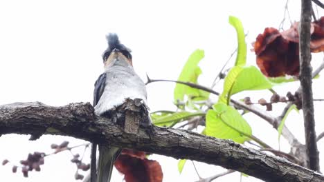 crested-treeswift-bird-nest-