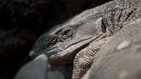 Close-up-head-shot-of-dinosaur-like-monitor-lizard-basking-in-sun