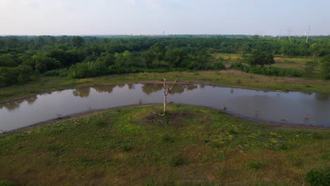 Aerial-footage-approaches-a-pond-and-dead-tree