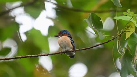 A-male-fledgling-perched-on-a-horizontal-branch,-Banded-Kingfisher-Lacedo-pulchella,-Kaeng-Krachan-National-Park,-Thailand