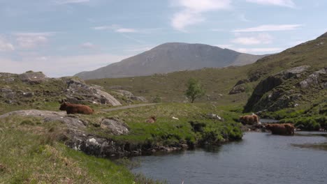 Vacas-De-Las-Tierras-Altas-Refrescándose-En-El-Río-En-Highland-Glen,-Escocia