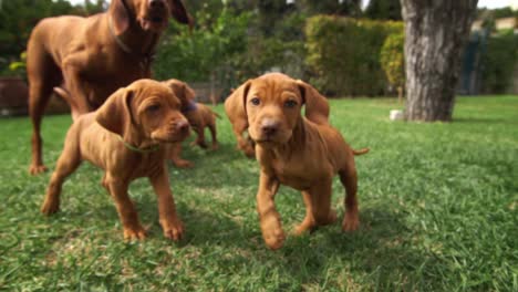 A-herd-of-young-vizsla-run-and-have-fun-all-toghether-on-a-green-field---01