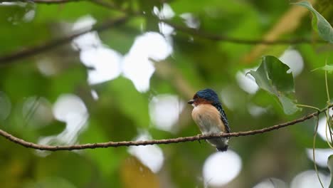 Looking-to-the-left-and-around-while-some-wind-moving-the-trees-around-just-before-dark,-Banded-Kingfisher-Lacedo-pulchella,-Kaeng-Krachan-National-Park,-Thailand