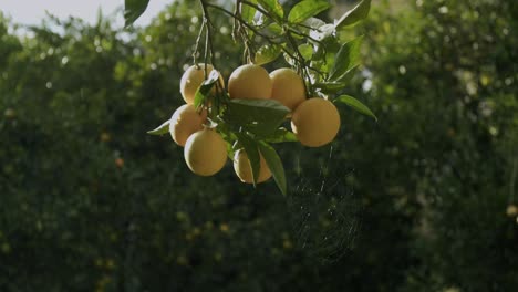 Some-yellow-oranges-wait-to-mature-on-a-tree-during-a-sunny-morning-in-autumn-in-Naples-in-Italy---04