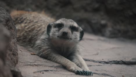 Close-shot-on-front-of-meerkat-lying-stretched-out-on-sand,-looking-around