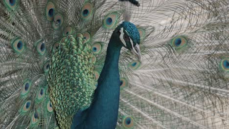 Elegant-Peacock-Showing-Its-Vibrant-And-Colorful-Feathered-Tail