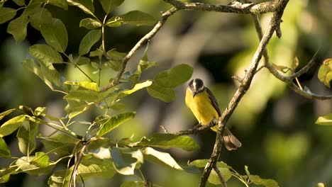Portrait-Of-Couch's-Kingbird-Perching-On-Tree-Branches-And-Fly-Away