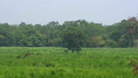 A-high-angle-panning-view-of-the-grasslands-in-the-Chitwan-National-Park-in-Nepal-on-a-hazy-day