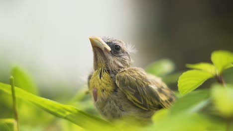 Close-Up-Of-A-Young-Saffron-Finch-In-The-Forest
