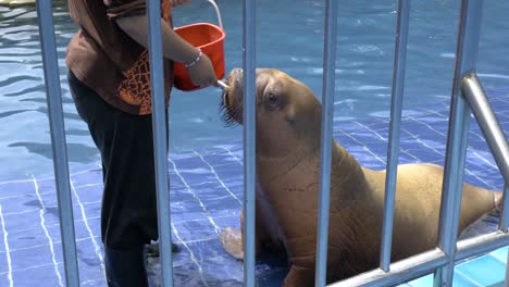 Baby-two-years-old-Walrus-getting-food-with-small-fish-by-the-trainer-or-worker-in-a-zoo,-cut-zoo-baby-animal-Walrus