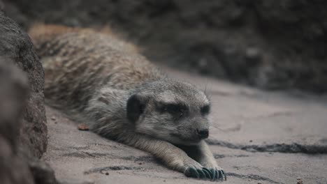 Relaxed-meerkat-lying-stretched-out-on-sand