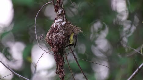 Seen-hanging-on-the-right-hand-side-of-the-nest-feeding-then-flies-away-to-get-more-food,-Olive-backed-Sunbird-Cinnyris-jugularis,-Kaeng-Krachan-National-Park,-Thailand