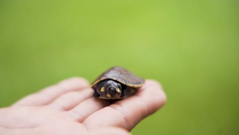 Yellow-spotted-River-Turtle-On-Man's-Hand---macro
