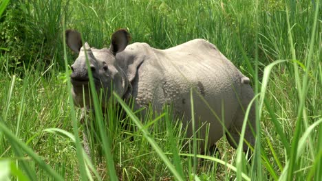 A-one-horned-rhino-almost-hidden-in-the-tall-grasslands-of-the-Chitwan-National-Park-in-Nepal-as-it-is-walking