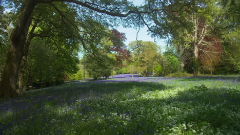 Idyllic-View-Of-Bluebell-Woods-in-Springtime-at-Enys-Gardens-Near-Penryn,-Falmouth,-Cornwall