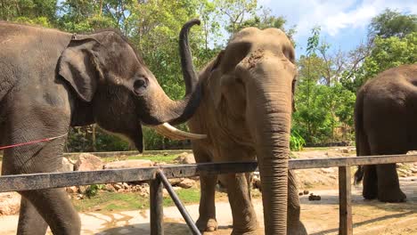 Group-of-Asia-elephants-in-a-zoo-of-Thailand,-open-zoo,-daylight-footage-elephants-wait-for-tourists-at-Khao-Khiao-zoo-of-Thailand
