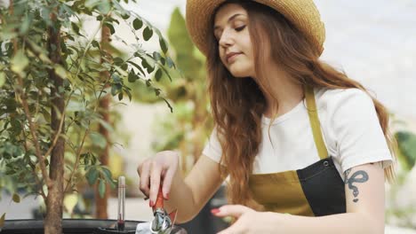 young-beautiful-woman-gardener-working-in-indoor-garden-greenhouse