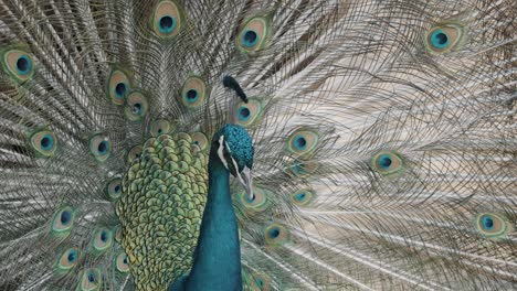 Close-up-shot-of-beautiful-indian-Peacock-with-Opens-Tail-Feathers
