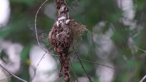 Seen-hanging-on-its-nest-and-flies-away-as-the-camera-zooms-out,-Olive-backed-Sunbird-Cinnyris-jugularis,-Kaeng-Krachan-National-Park,-Thailand