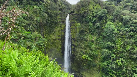 Tilt-Shot-Up-Lush-Green-Ferns-Overlooking-Tall-Akaka-Falls-Waterfall-In-Hawaii