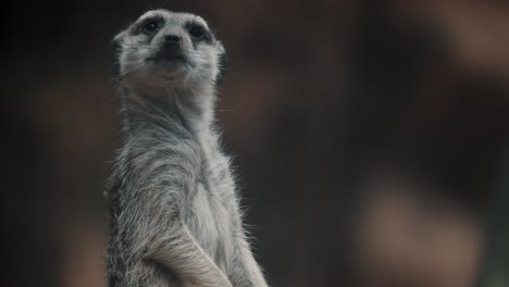 African-meerkat--surveys-area-for-any-threats