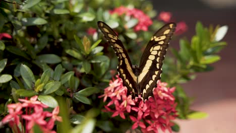 Thoas-Swallowtail-Butterfly-Perch-On-Blooming-Santan-Flowers