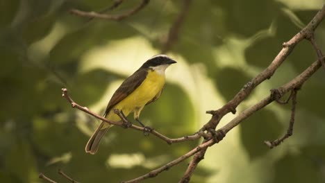 Couch's-Kingbird-A-Passerine-Tyrant-Flycatcher-In-Shallow-Depth-Of-Field