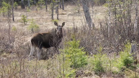 Large-moose-or-elk-looking-into-the-camera