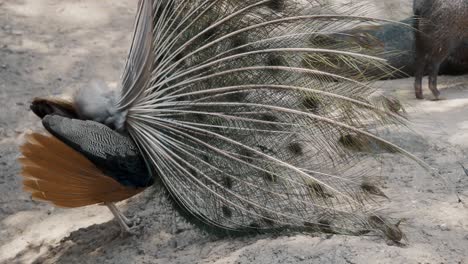 Close-up-rear-view-of-Peacock-with-spreading-feathers-hiding-head-outdoors-on-sand-in-zoo