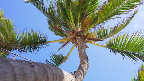 Ansicht-Von-Unten-Der-Kokospalmen