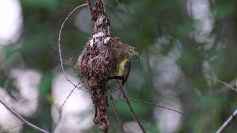 Seen-approaching-its-nest-to-feed-and-then-flies-away,-Olive-backed-Sunbird-Cinnyris-jugularis,-Kaeng-Krachan-National-Park,-Thailand