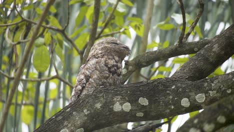 Great-Potoo-Sleeping-On-A-Tree-Branch---low-angle-shot