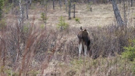 Adult-moose-or-elk-standing-in-a-swamp-in-the-northern-part-of-Sweden