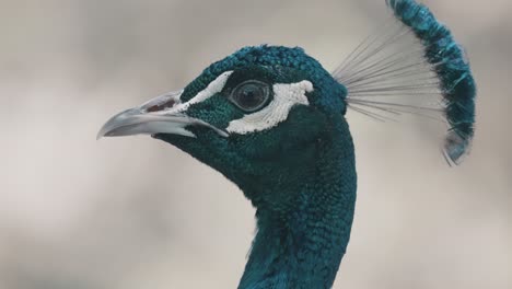 Male-Blue-Peacock-Isolated-In-Shallow-Backdrop